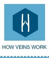 How Veins Work - The Vein Clinic